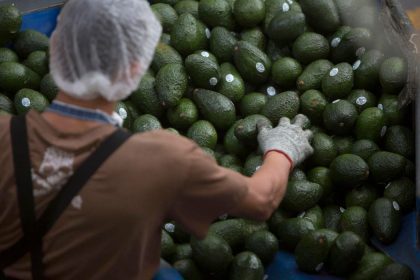 La extorsión resta hasta 5 % al aguacate mexicano, la gran apuesta del Super Bowl