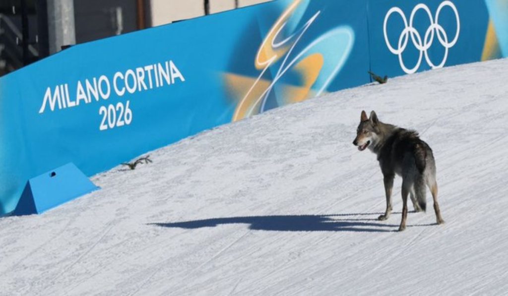 nazgul el perro lobo que irrumpio en milan cortina 2026 video1