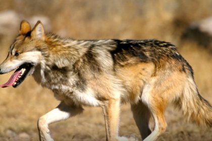 Lobo mexicano