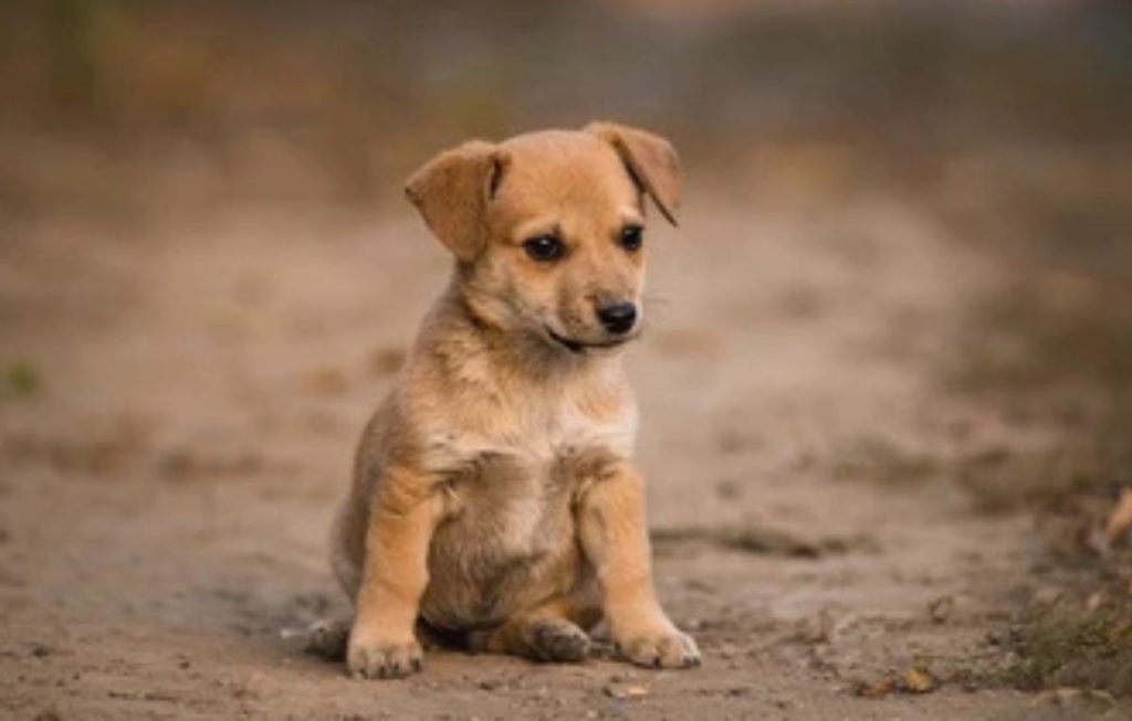 Cachorros 