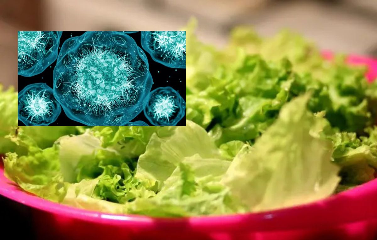 lechuga diarrea explosiva