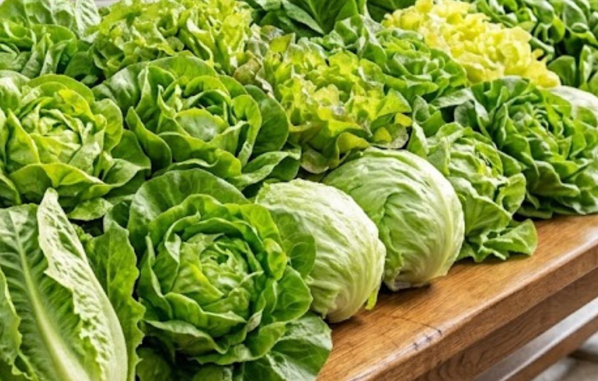 lechuga