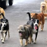 perritos portada
