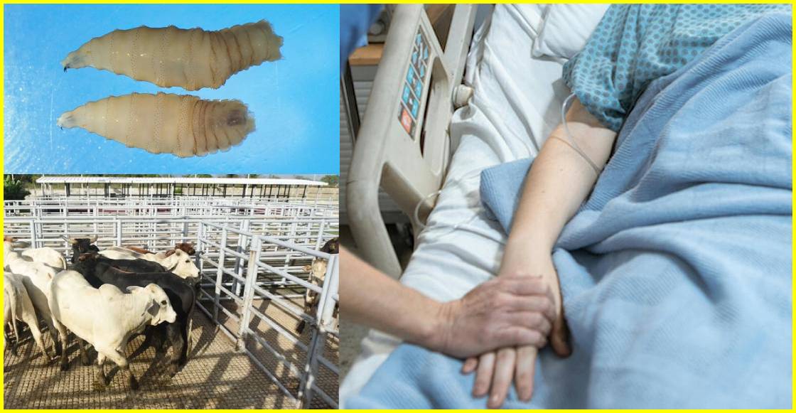 Gusano barrenador en México