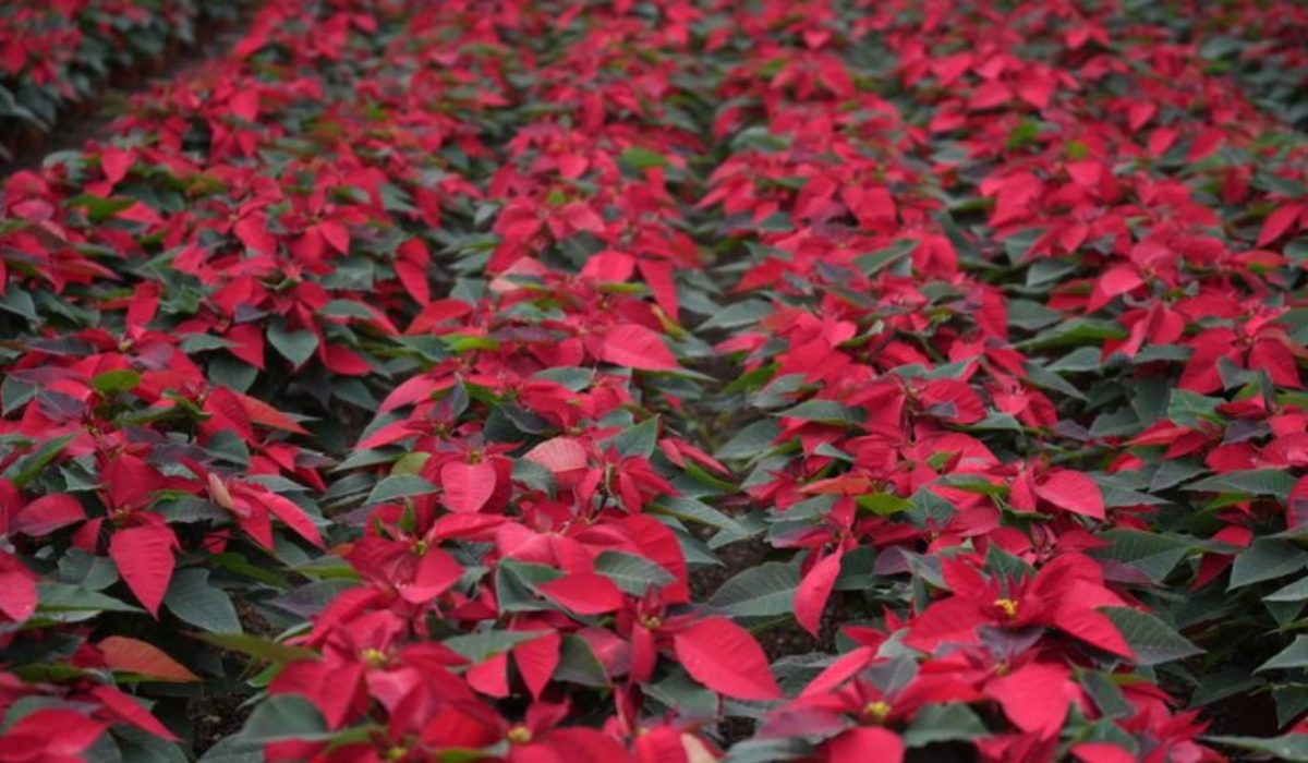 Venta de Nochebuenas en CDMX