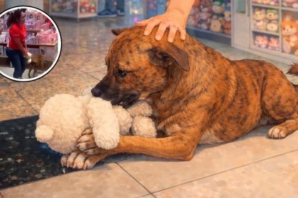 Perrito protagoniza tierno “robo” en Miniso y desata solidaridad (VIDEO)