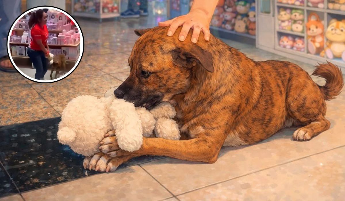 Perrito protagoniza tierno “robo” en Miniso y desata solidaridad (VIDEO)
