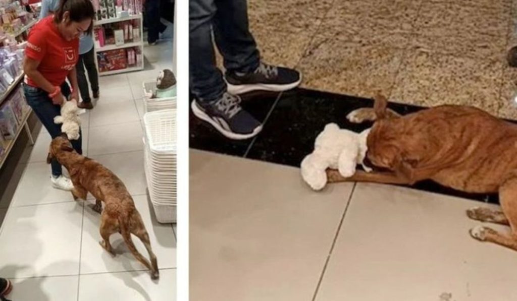 Perrito protagoniza tierno “robo” en Miniso y desata solidaridad (VIDEO)