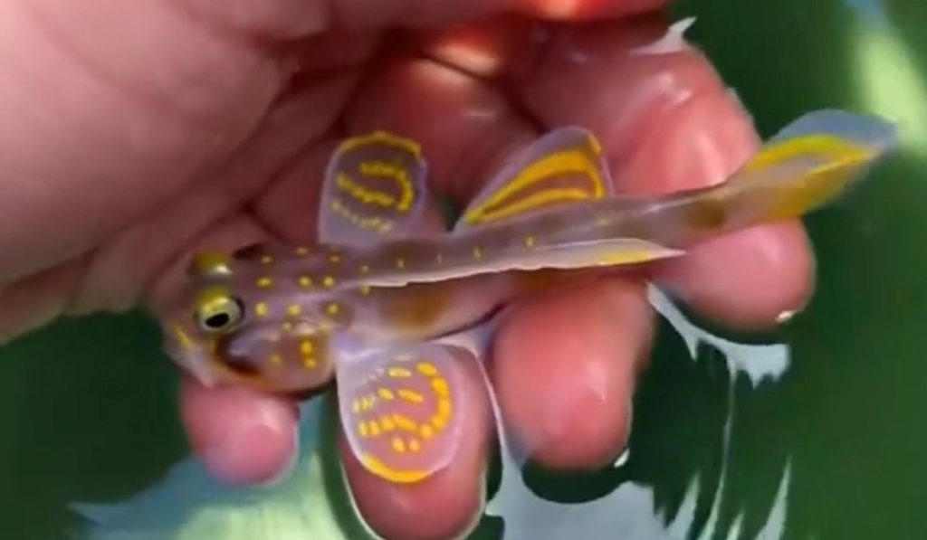 El pez ‘Super Saiyan’: lo que se sabe sobre el descubrimiento de la nueva especie marina en Japón