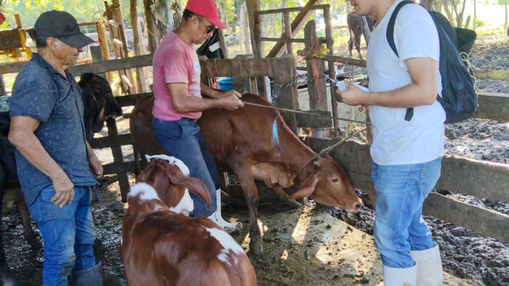 gusano barrenador en Llera, Tamaulipas