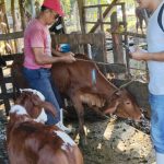 gusano barrenador en Llera, Tamaulipas