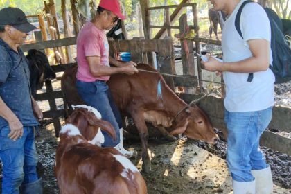 gusano barrenador en Llera, Tamaulipas