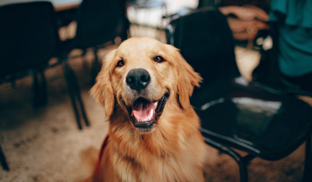 Brugada anuncia la “Utopía Canina” en CDMX y presentará iniciativa para regular refugios de animales