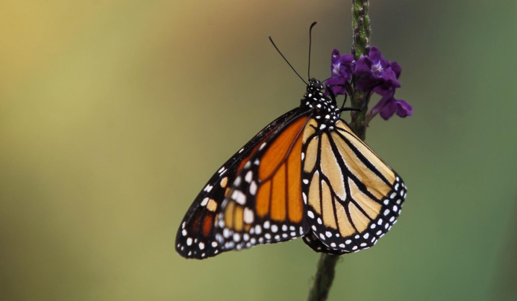mariposa monarca