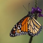 mariposa monarca