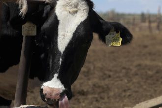 Gusano barrenador (GBG)