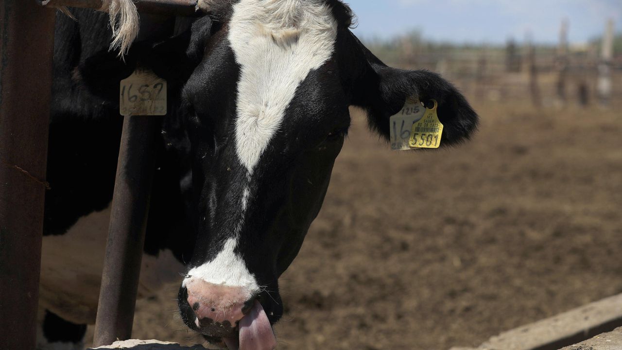 Gusano barrenador (GBG)