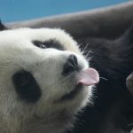Panda sale de la lista de animales en peligro de extinción| Pexels