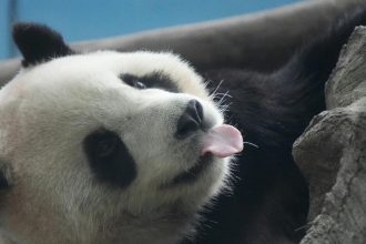 Panda sale de la lista de animales en peligro de extinción| Pexels