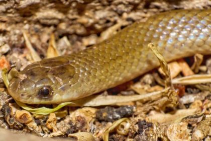 Científicos de la UNAM descubren un nuevo género de serpiente en México