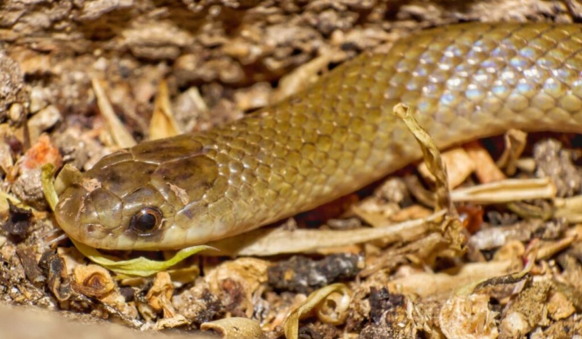 Científicos de la UNAM descubren un nuevo género de serpiente en México
