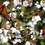 mariposa monarca sierra chincua