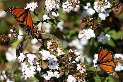 mariposa monarca sierra chincua