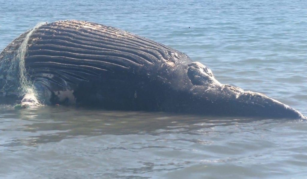 ballena jorobada