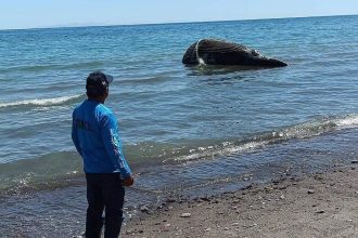 ballena muerta punta coyote