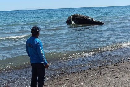 ballena muerta punta coyote