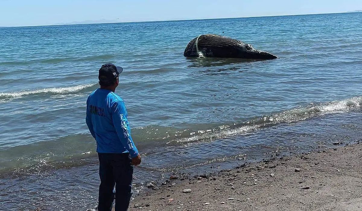 ballena muerta punta coyote