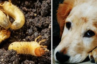Gusano barrenador en mascotas