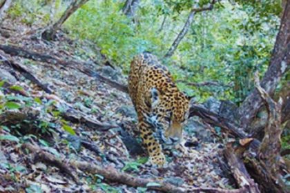 jaguar sierra gorda