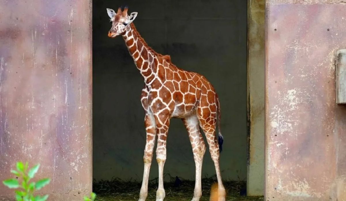 jirafa