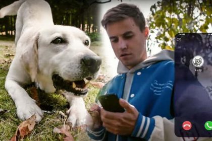 petphone para mascota