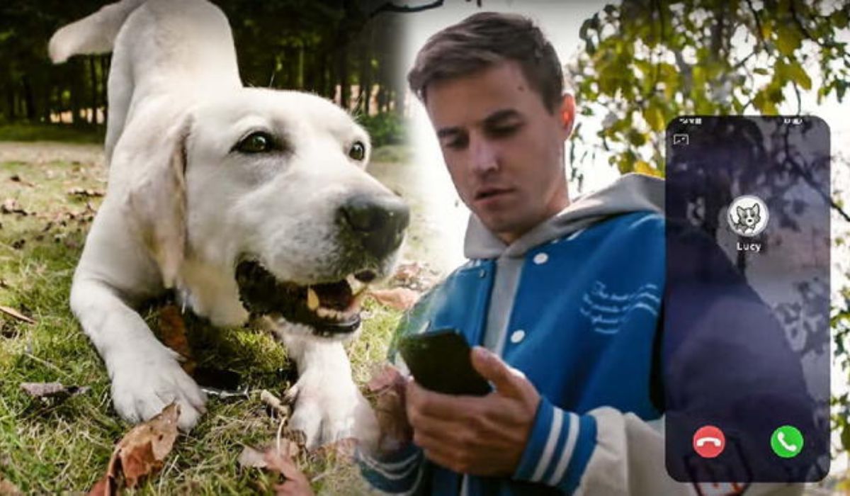 petphone para mascota