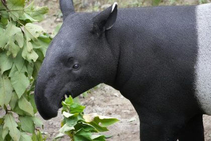 tapir