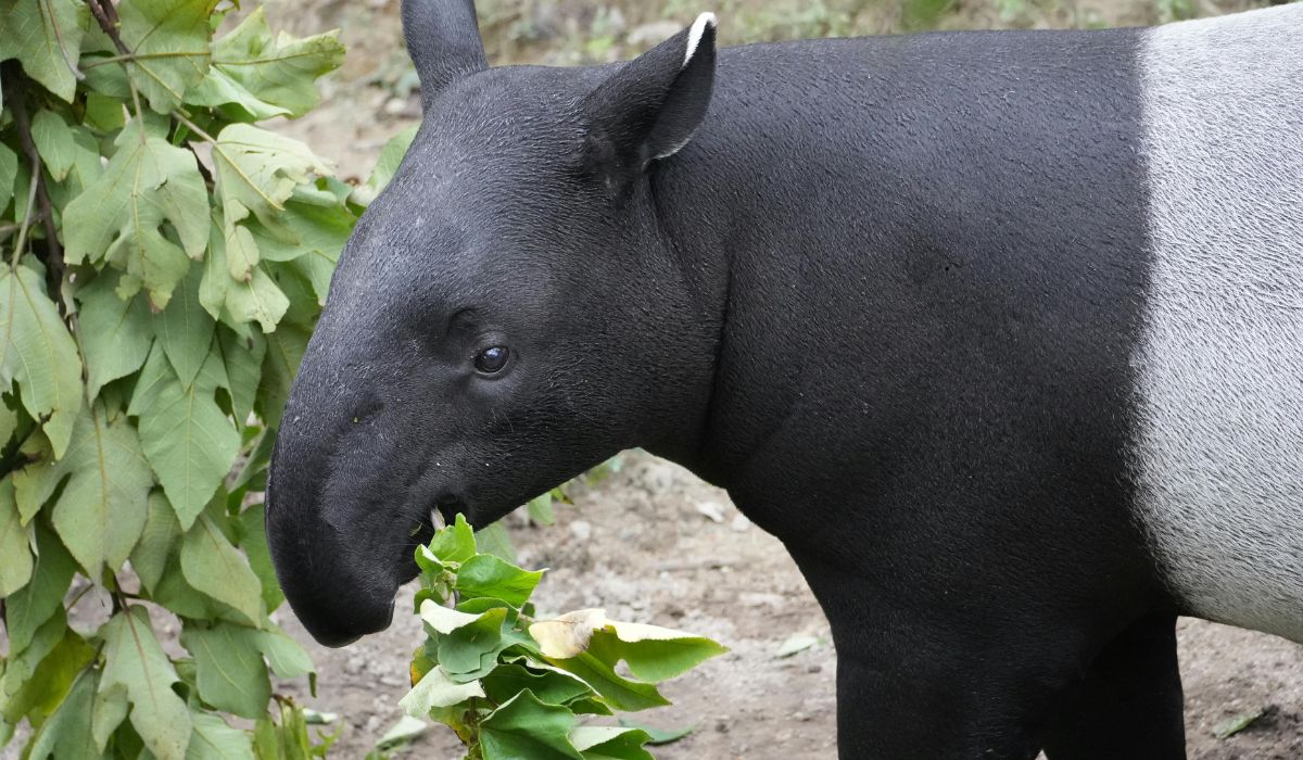 tapir