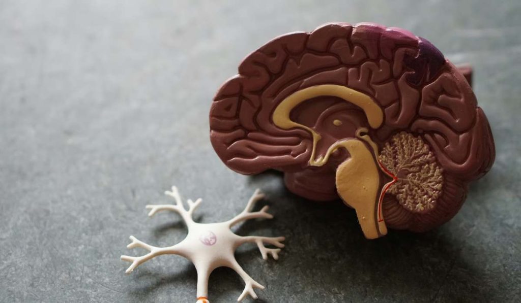 alzheimer cerebro