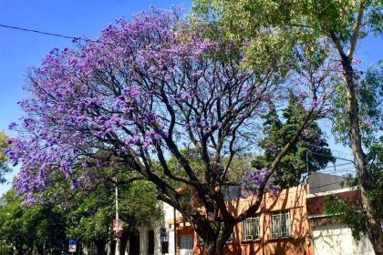 cdmx se pinta de morado todo lo que no sabias sobre las jacarandas1