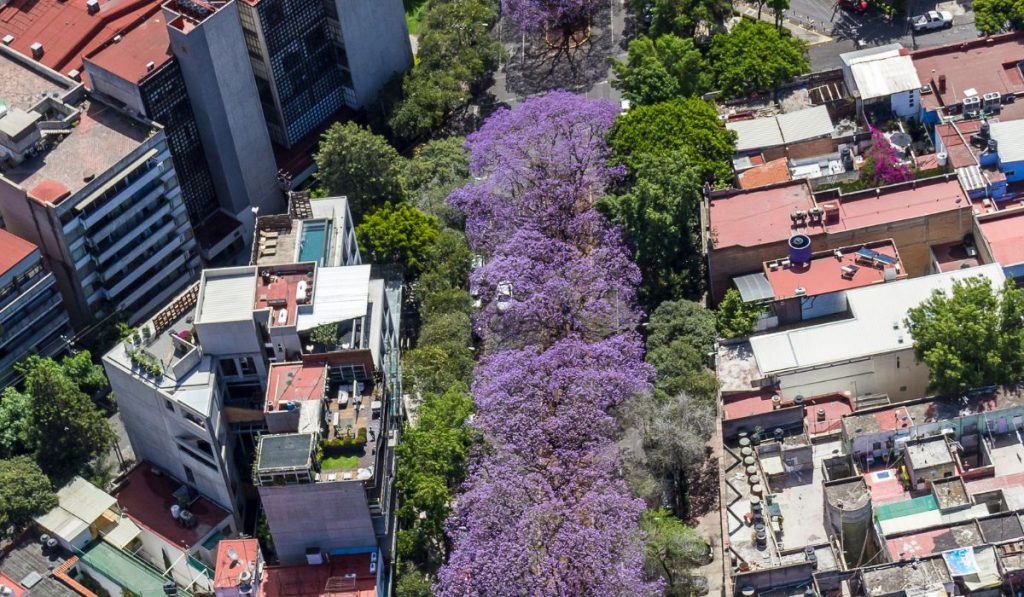 cdmx se pinta de morado todo lo que no sabias sobre las jacarandas↗