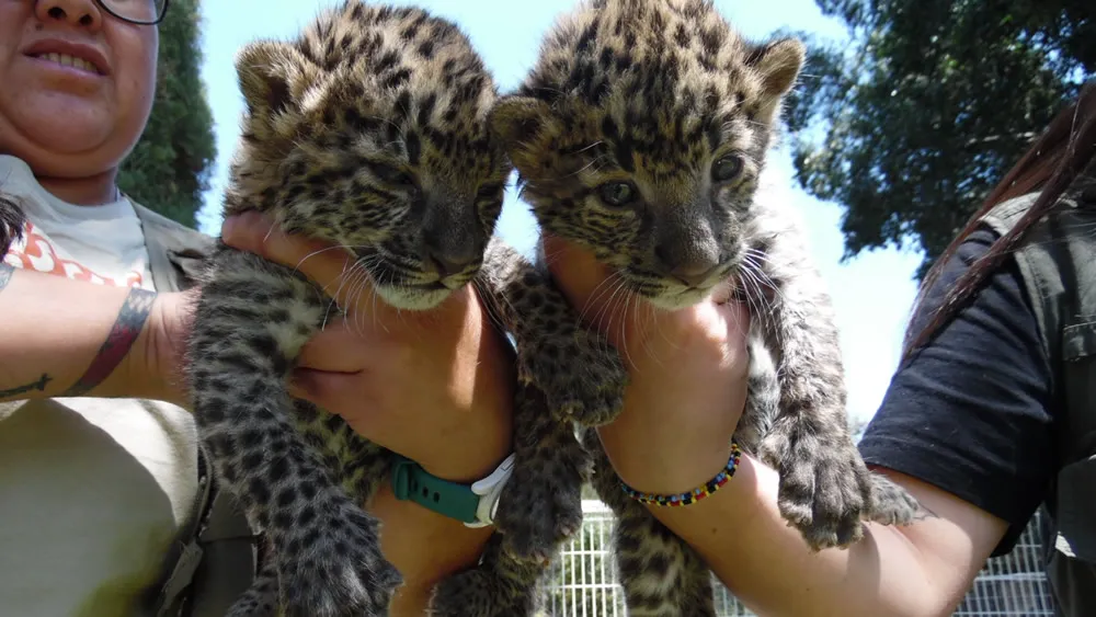 crias leopardo zooira