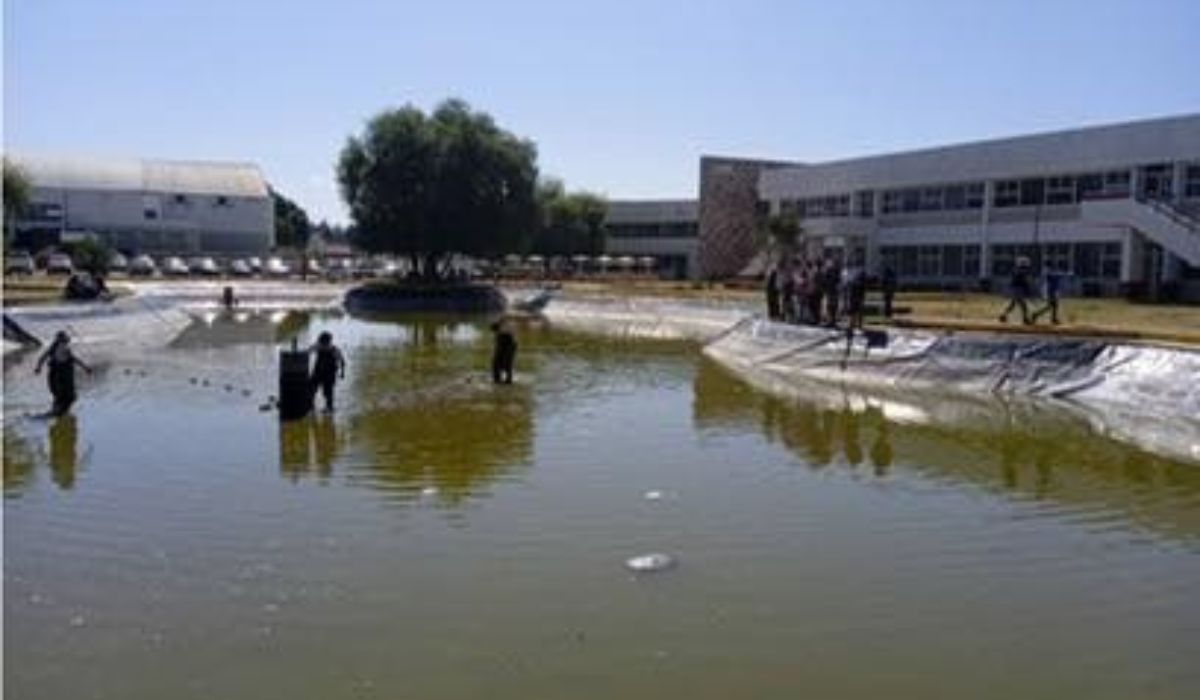 cultivo de tilapia tlaxcala