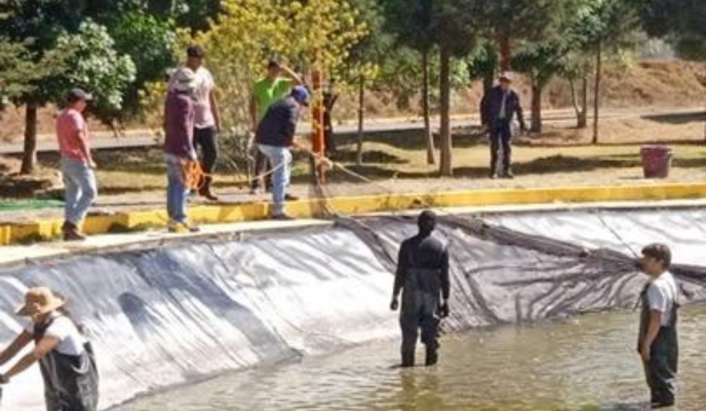 cultivo de tilapia tlaxcala1