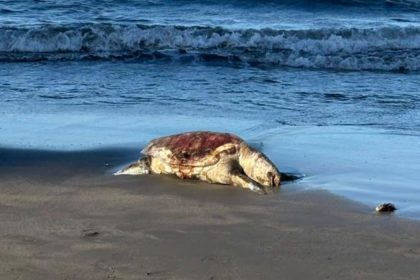 derrame golfo de mexico 05