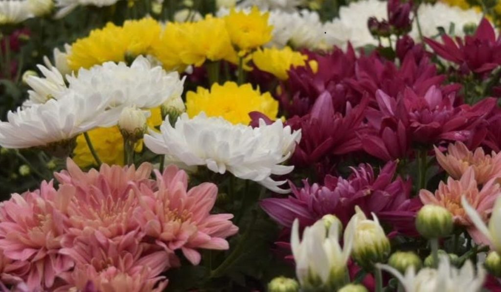 festival de las flores de primavera 2026 en cdmx 1