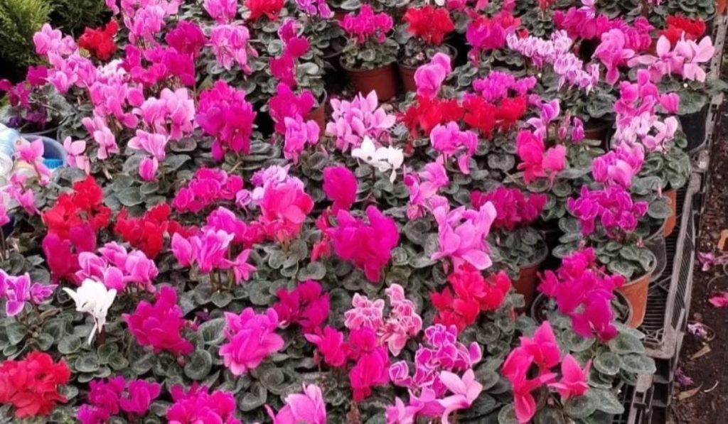 festival de las flores de primavera 2026 en cdmx
