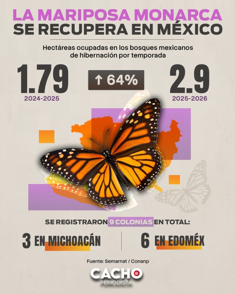 mariposa monarca