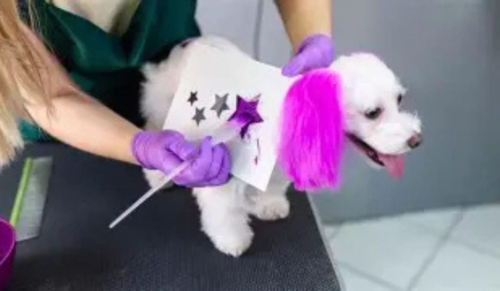 mascota pintada