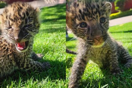 nuevos cachorros de leopardo africano